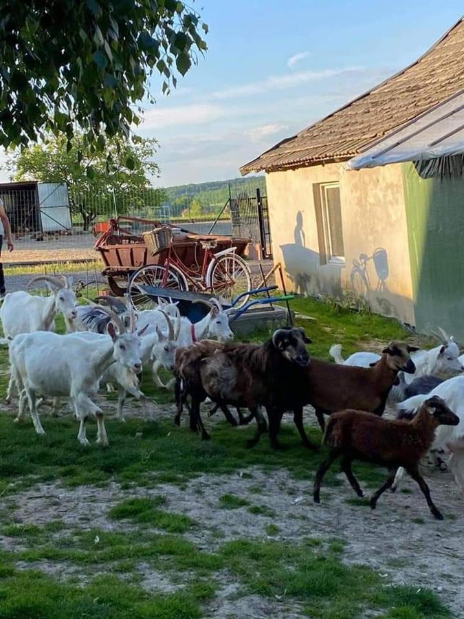 Gosp. Agroturystyczne Stary Gaj Βίλα Zerkowice Εξωτερικό φωτογραφία